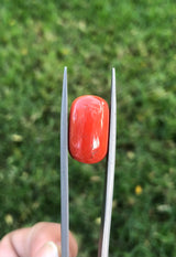 Red Coral - 17.4ct