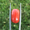 Red Coral - 17.4ct