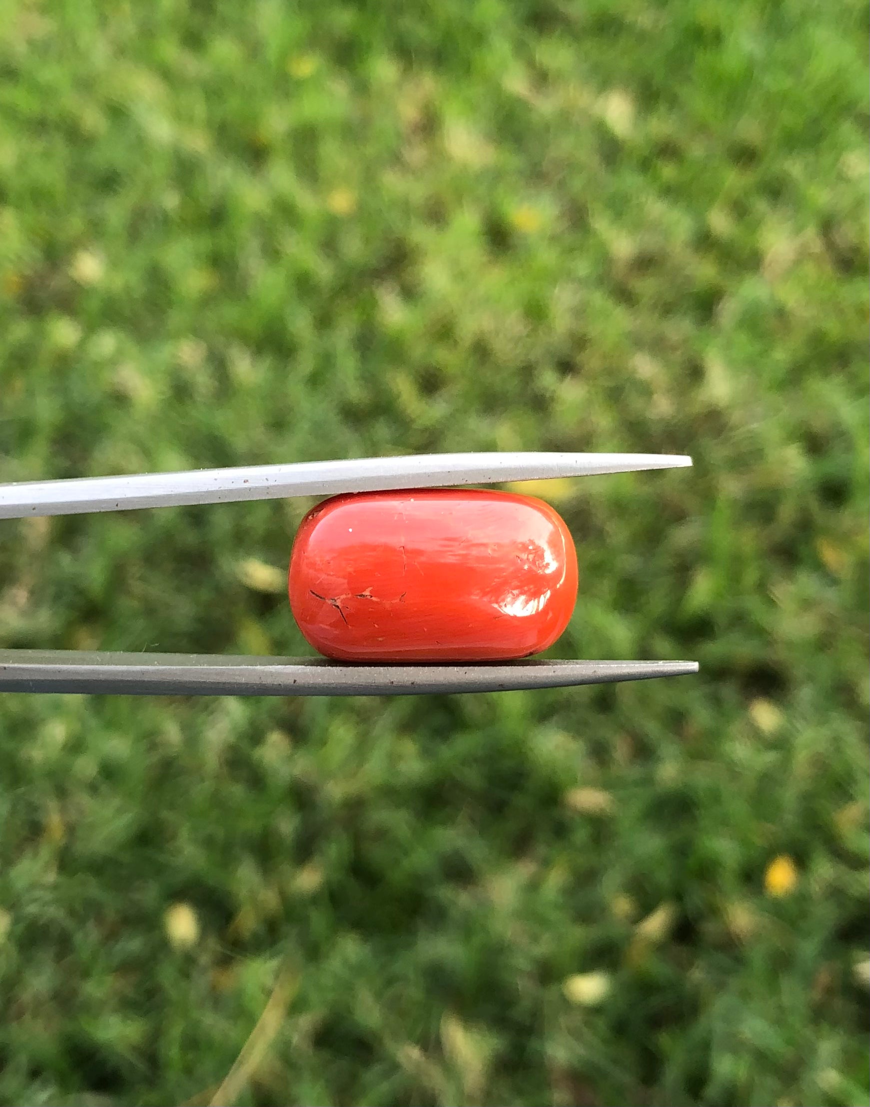 Red Coral - 17.4ct